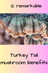 Turkey Tail mushroom benefits