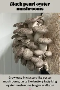 black pearl king oyster mushroom