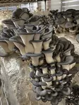 Oyster mushrooms take center stage in home cultivation, offering abundant health benefits, gourmet flavor, and exceptional nutritional value.