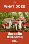 what does Amanita Muscaria do