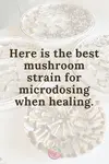 best mushroom strain for microdosing