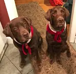 can dogs eat mushrooms