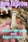 how to grow magic mushrooms