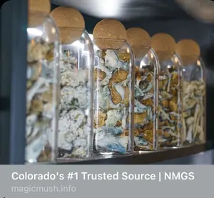 where to get magic mushrooms