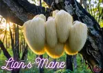 Find your perfect lion's mane mushroom supplement with expert tips for informed buying decisions. 