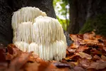 Delve into the mighty realm of Lion's Mane mushroom benefits, known for their brain-boosting, immunity-enhancing, and anti-inflammatory properties
