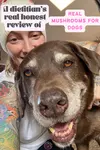 real mushrooms for dogs 