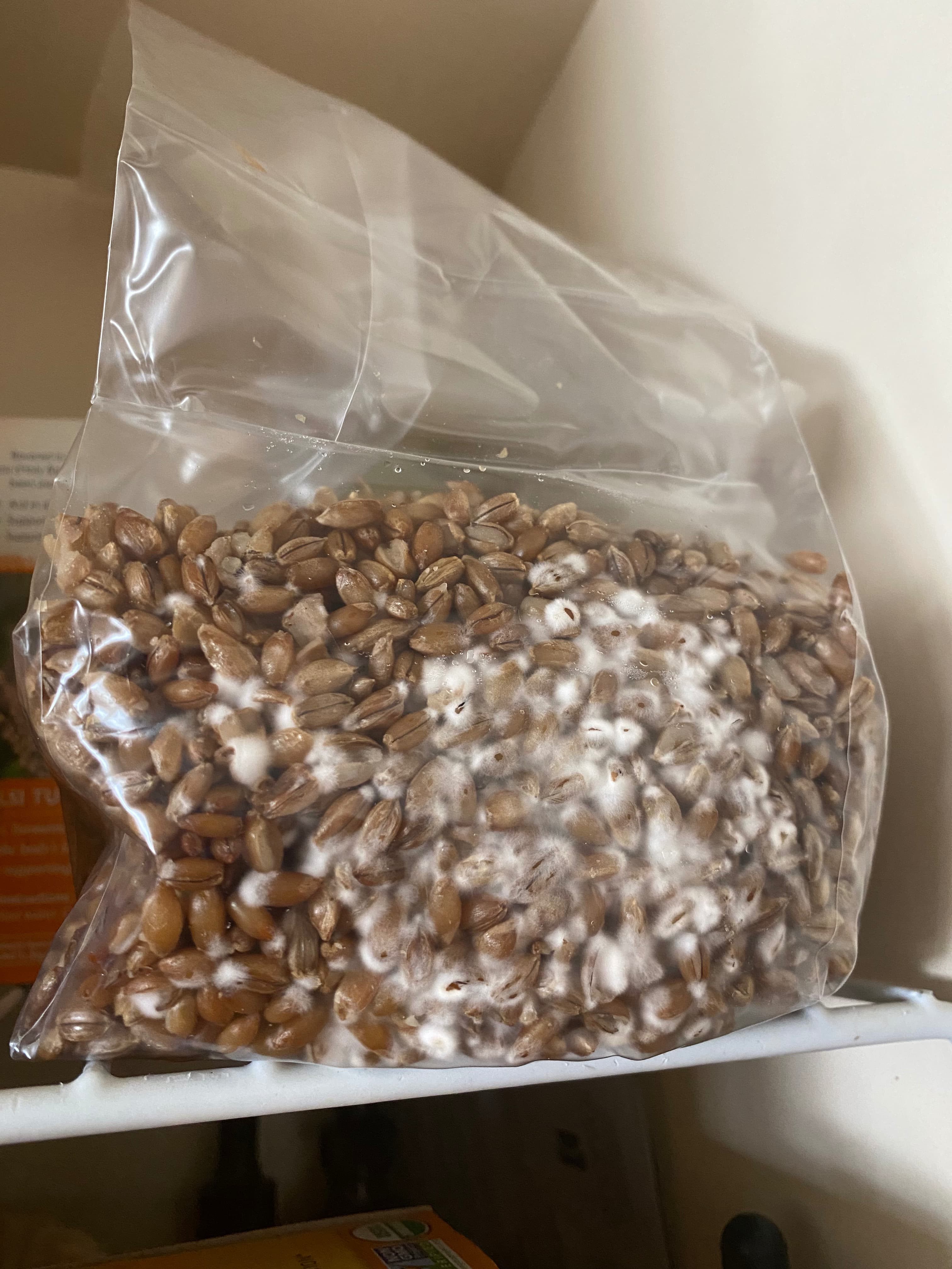 how do you grow mushrooms