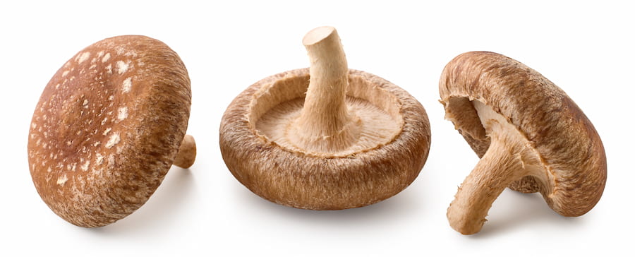 Shiitake Mushroms  Shiitake Mushroms