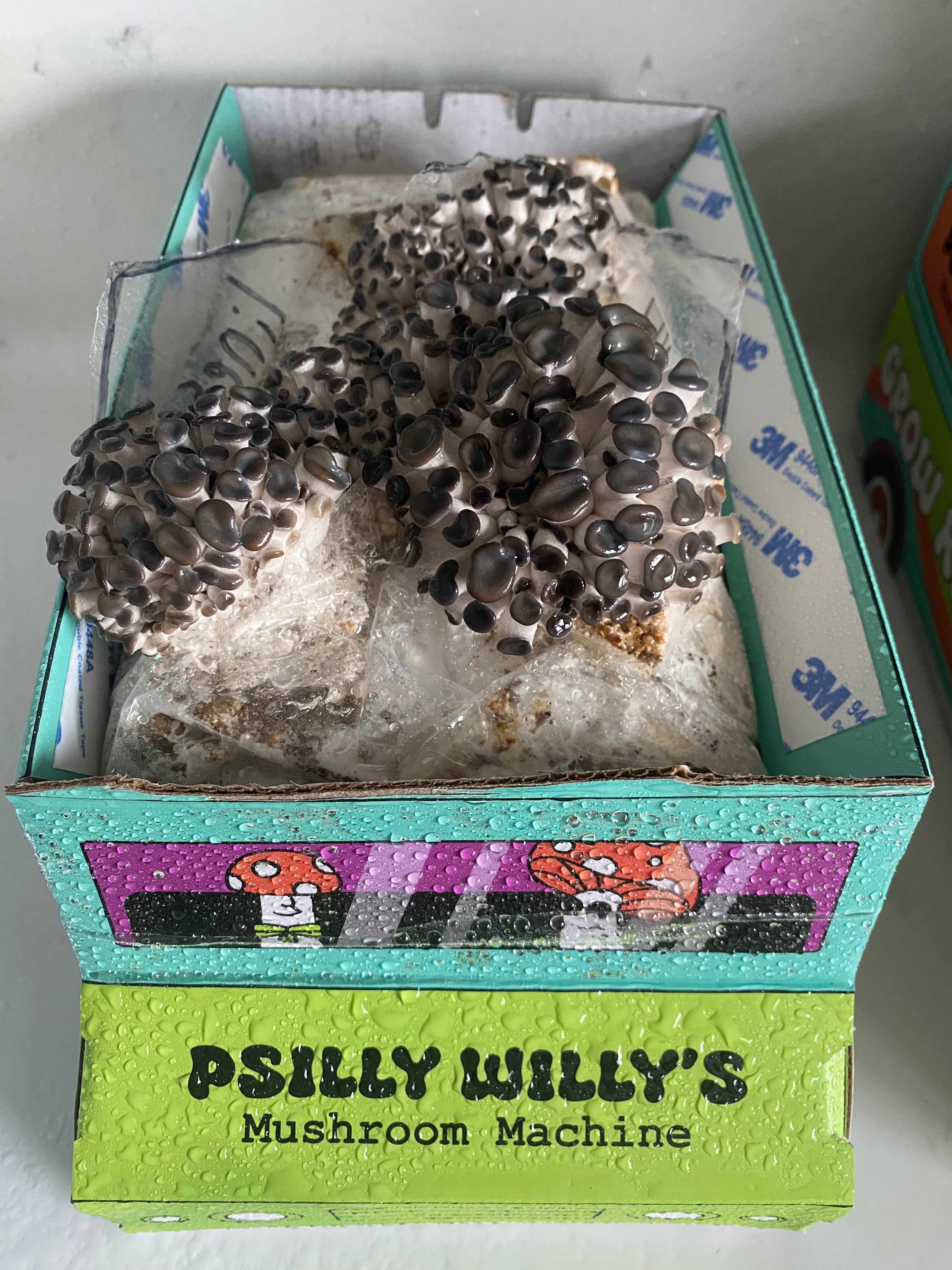 how do you grow mushrooms