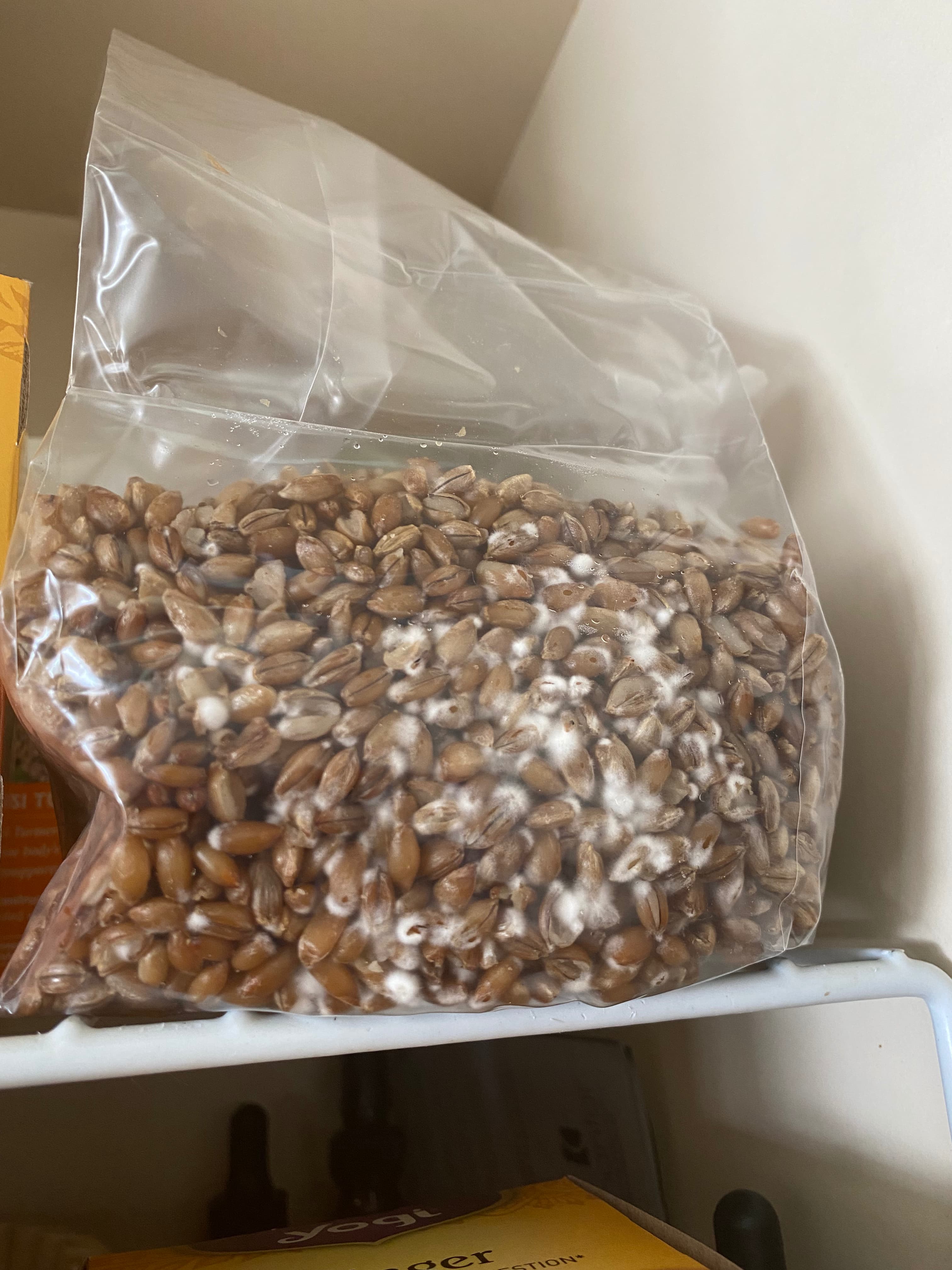 how do you grow mushrooms