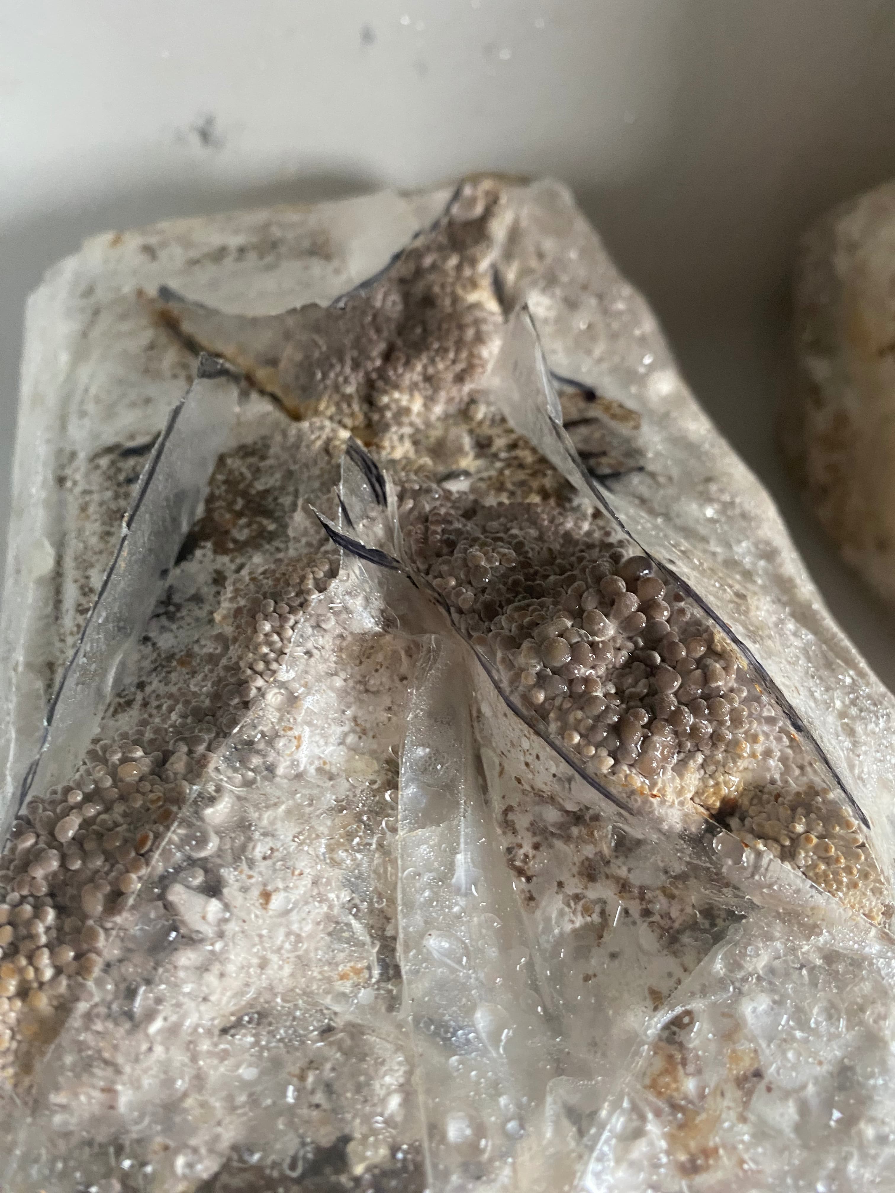 how do you grow mushrooms 