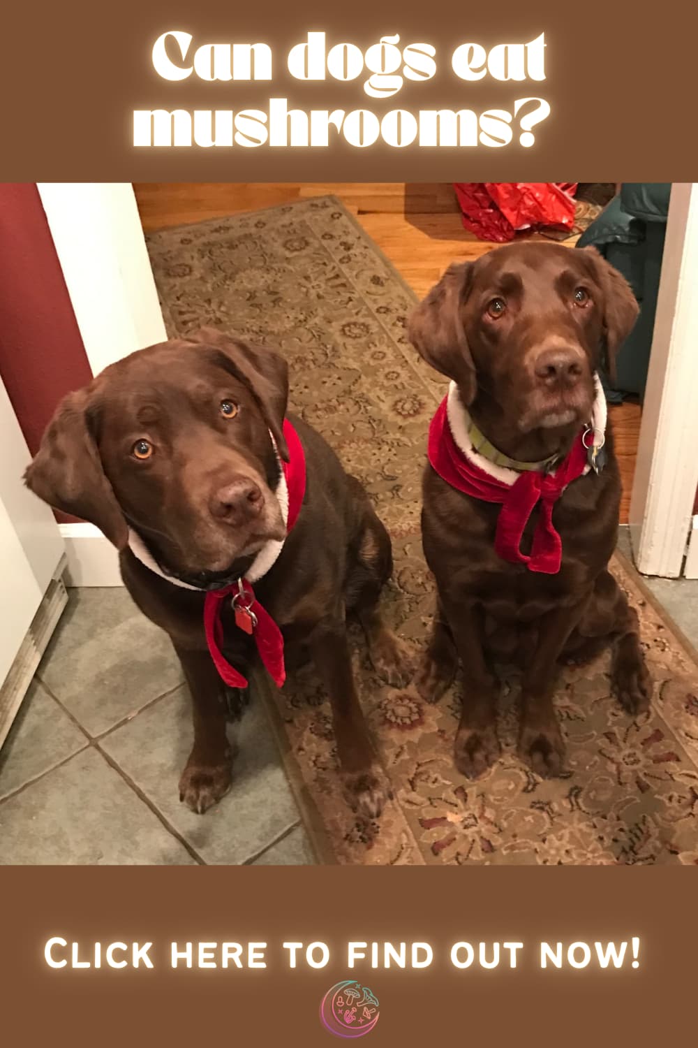 can dogs eat mushrooms