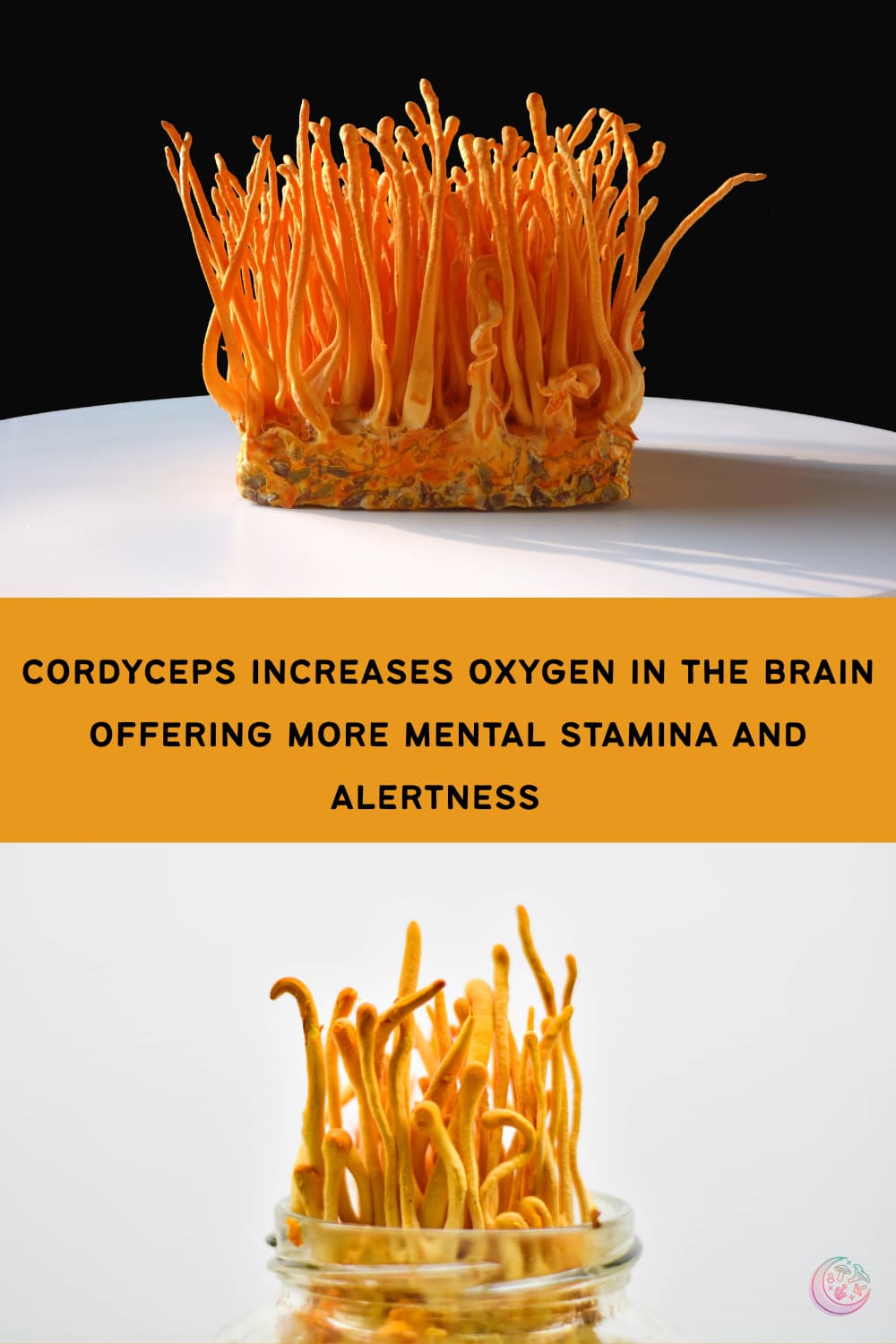 best mushrooms for brain health