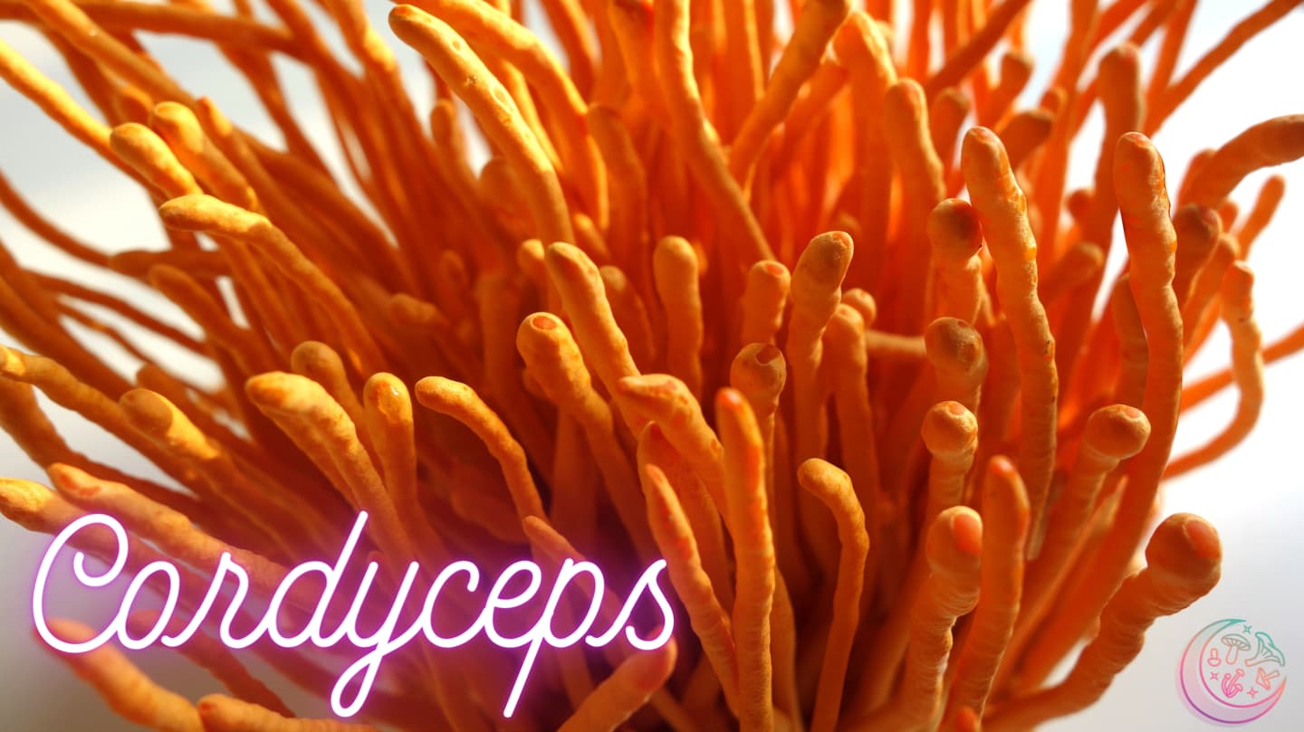 mushroom benefits for women mushroom benefits for women