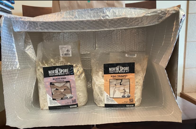 northspore mushroom grow kit northspore mushroom grow kit