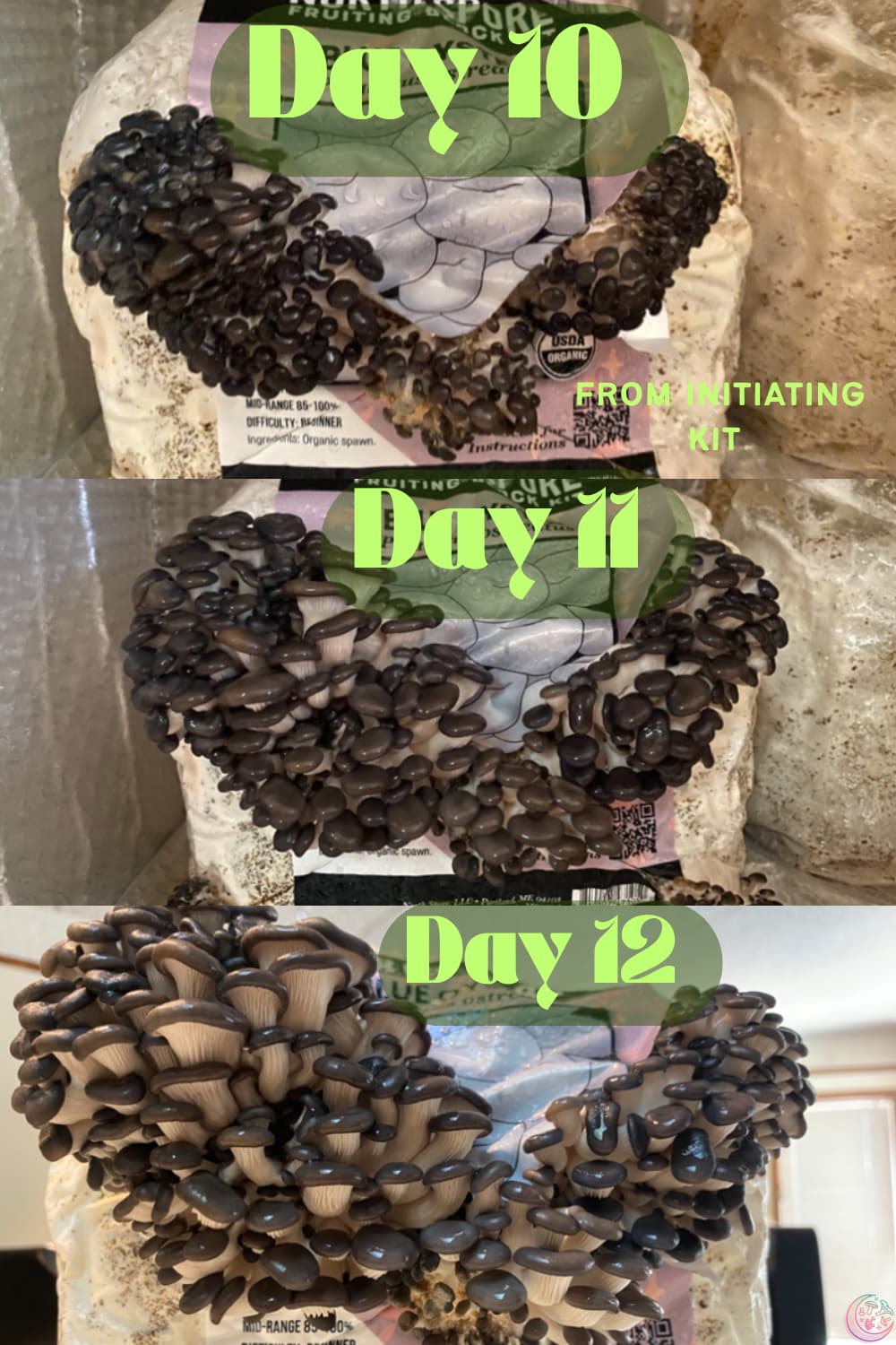 northspore mushroom grow kits northspore mushroom grow kits