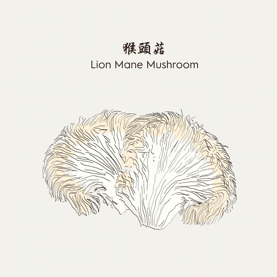 lion's mane drawing lion's mane drawing