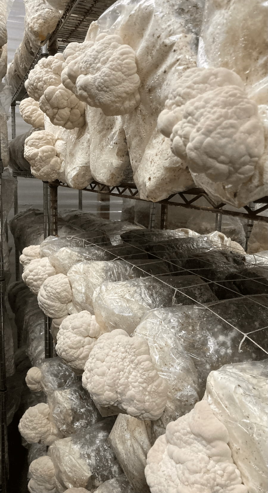 lion's mane farm lion's mane farm