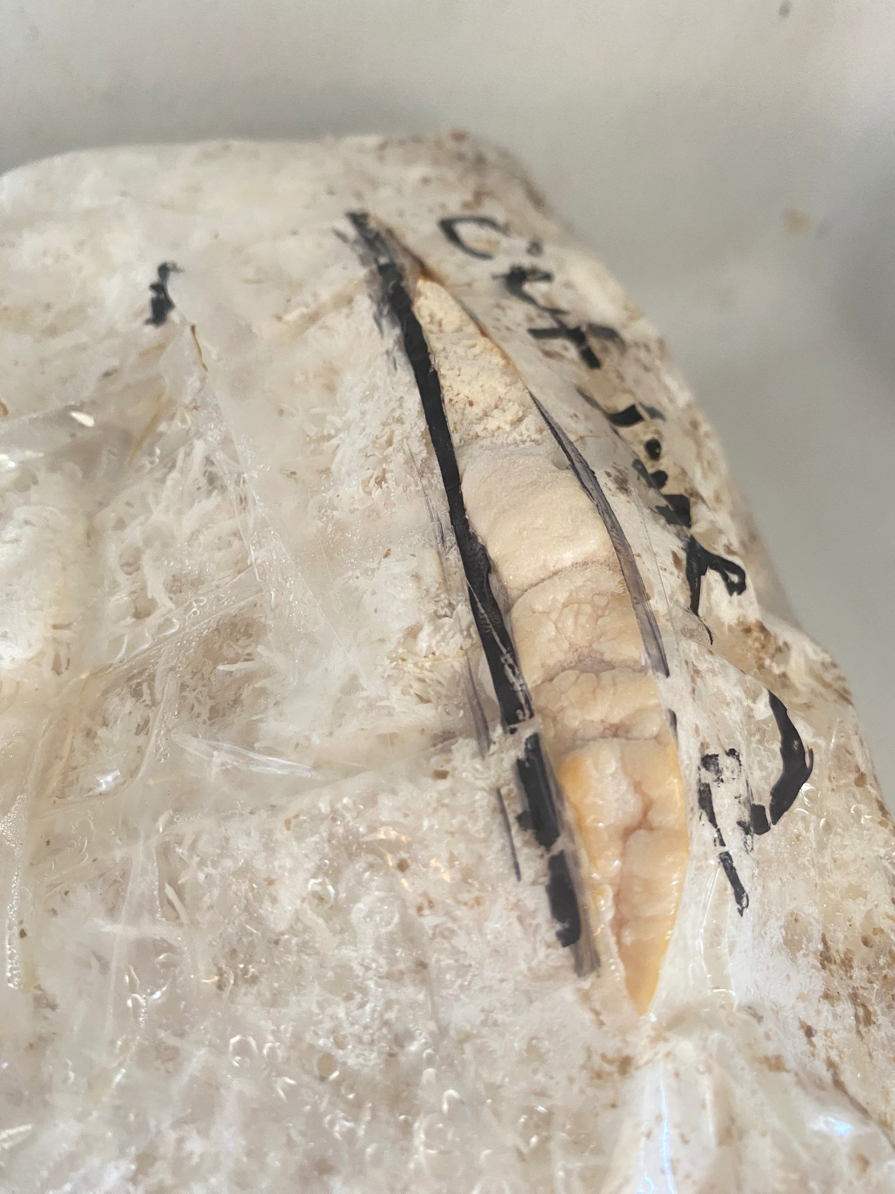 how do you grow mushrooms