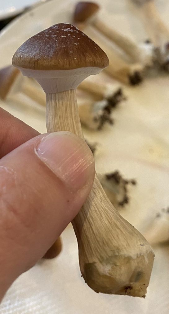 Psilocybin medicine Psilocybin medicine