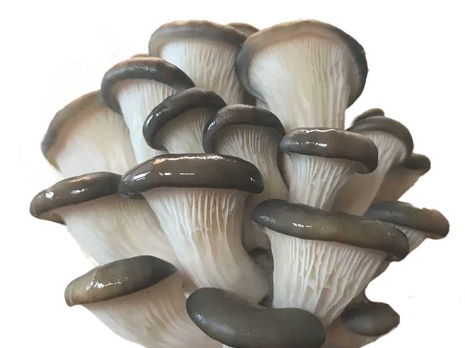 Oyster mushrooms