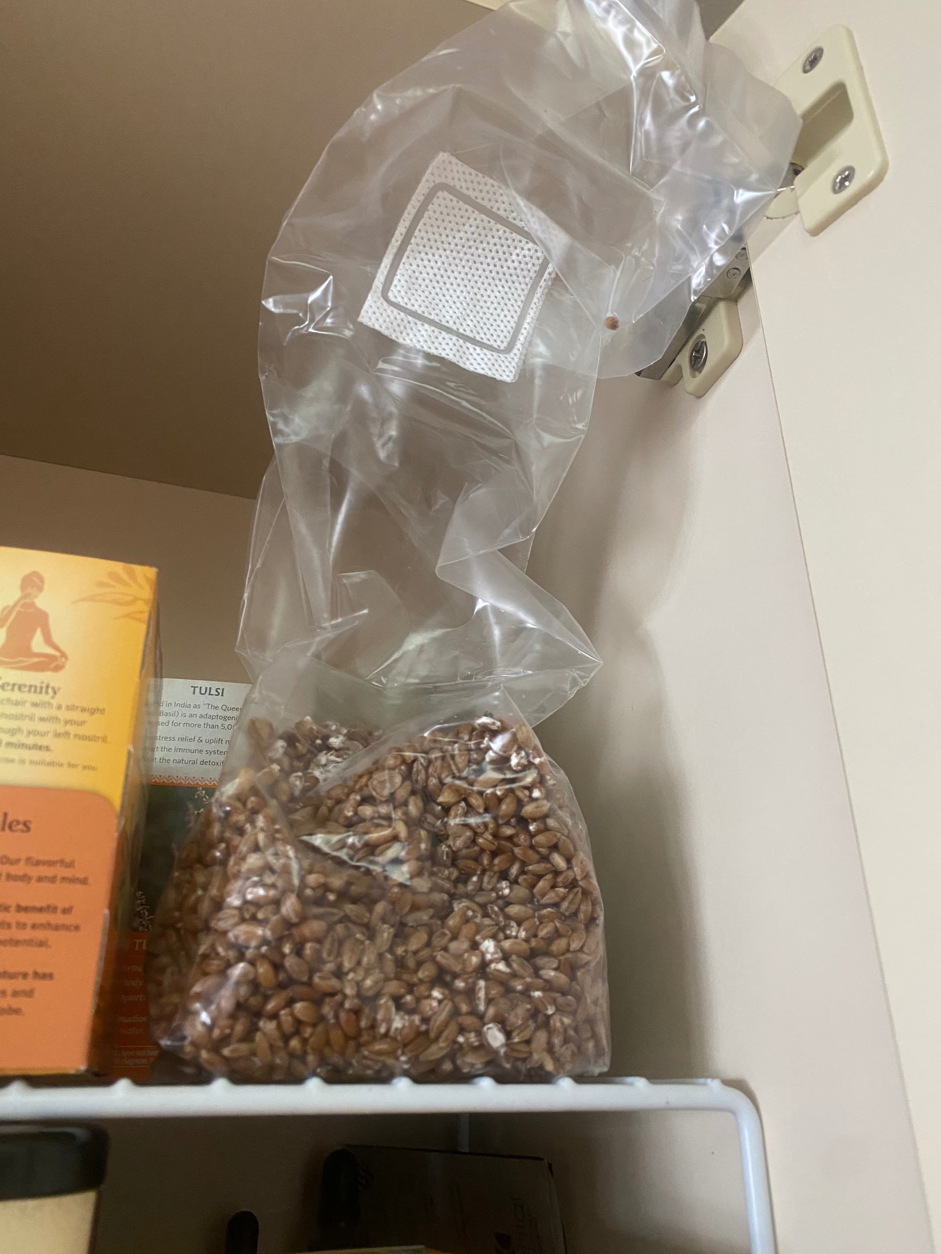 how do you grow mushrooms