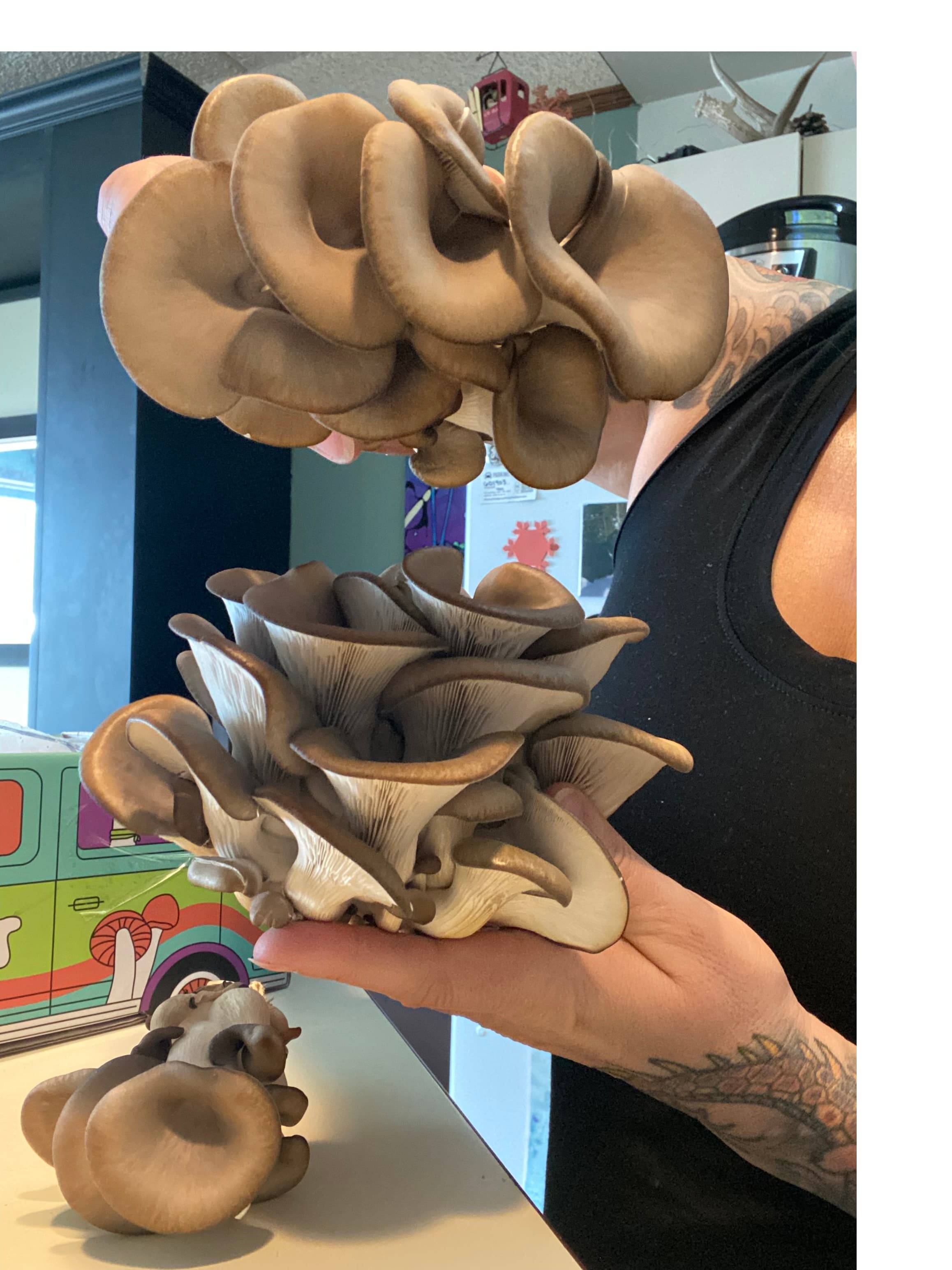 how do you grow mushrooms