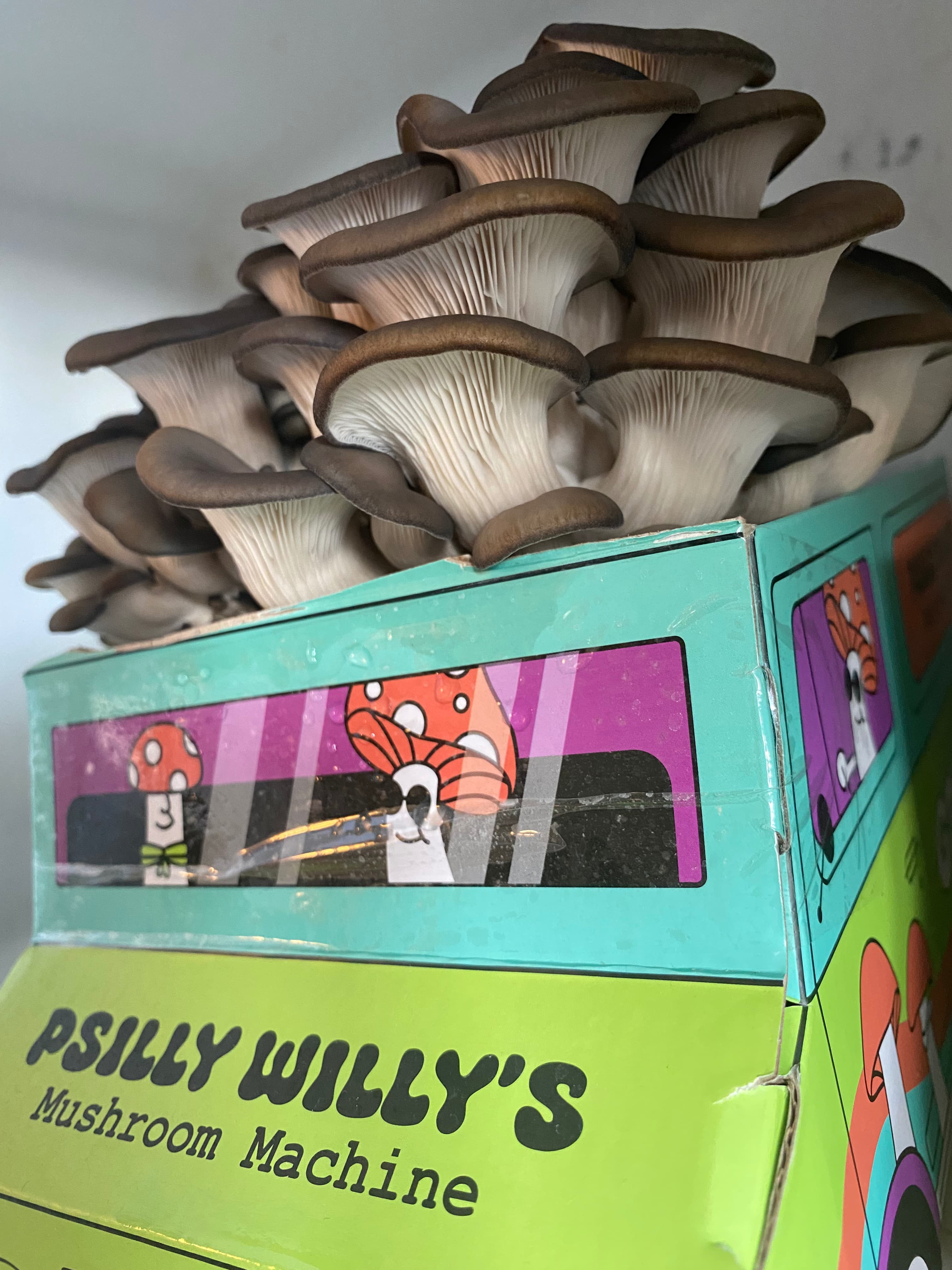 how do you grow mushrooms