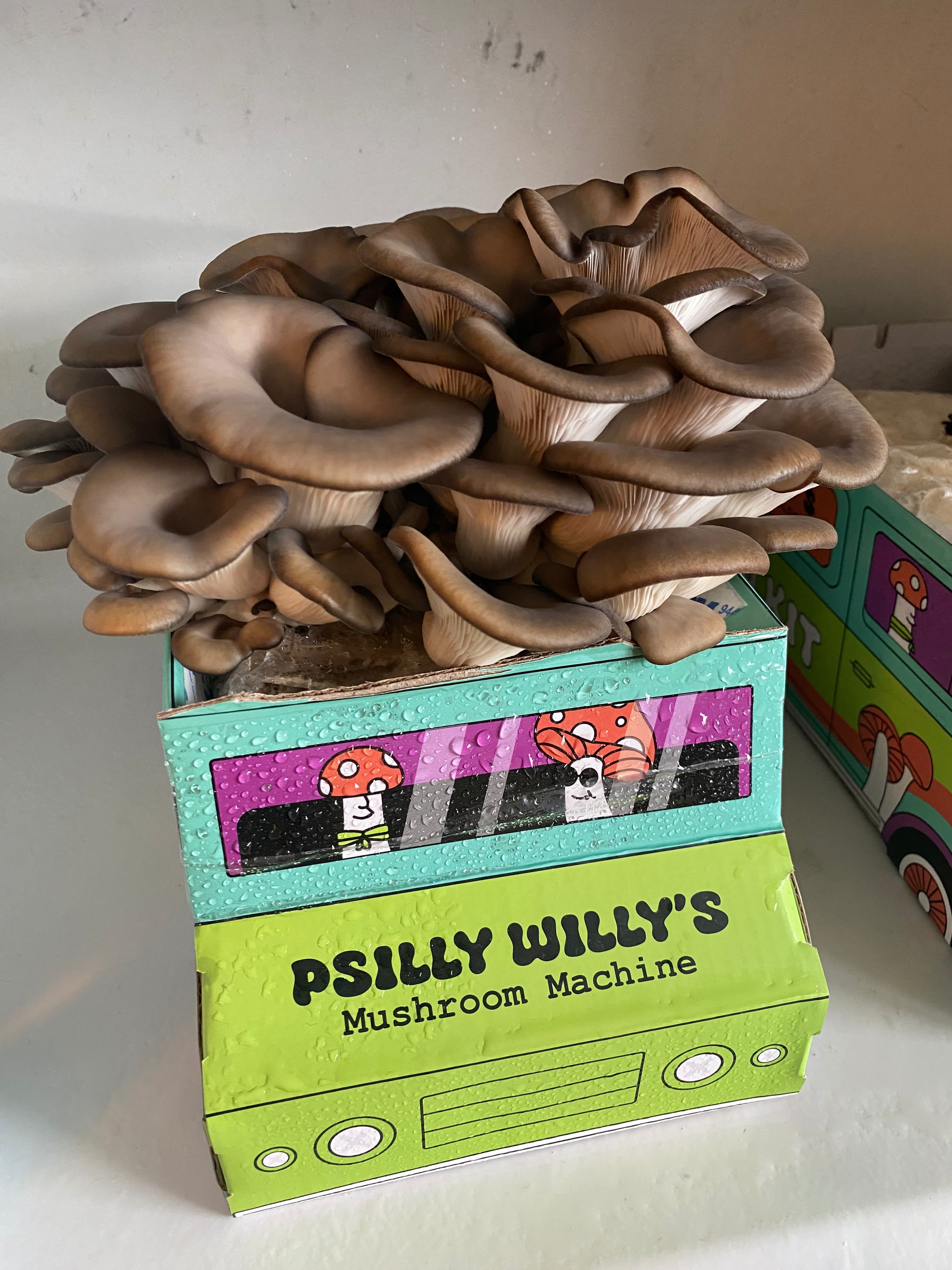 how do you grow mushrooms