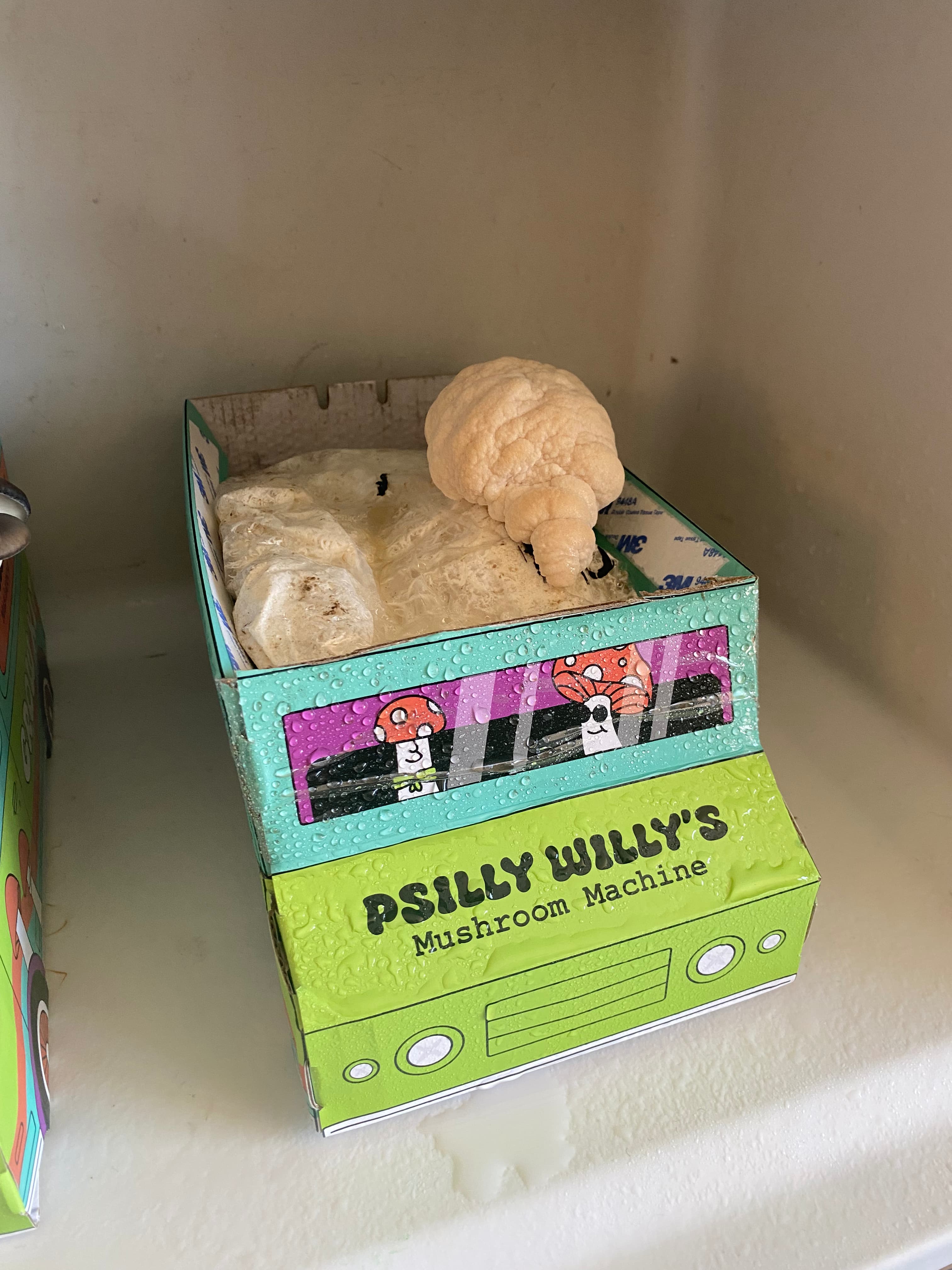 how do you grow mushrooms