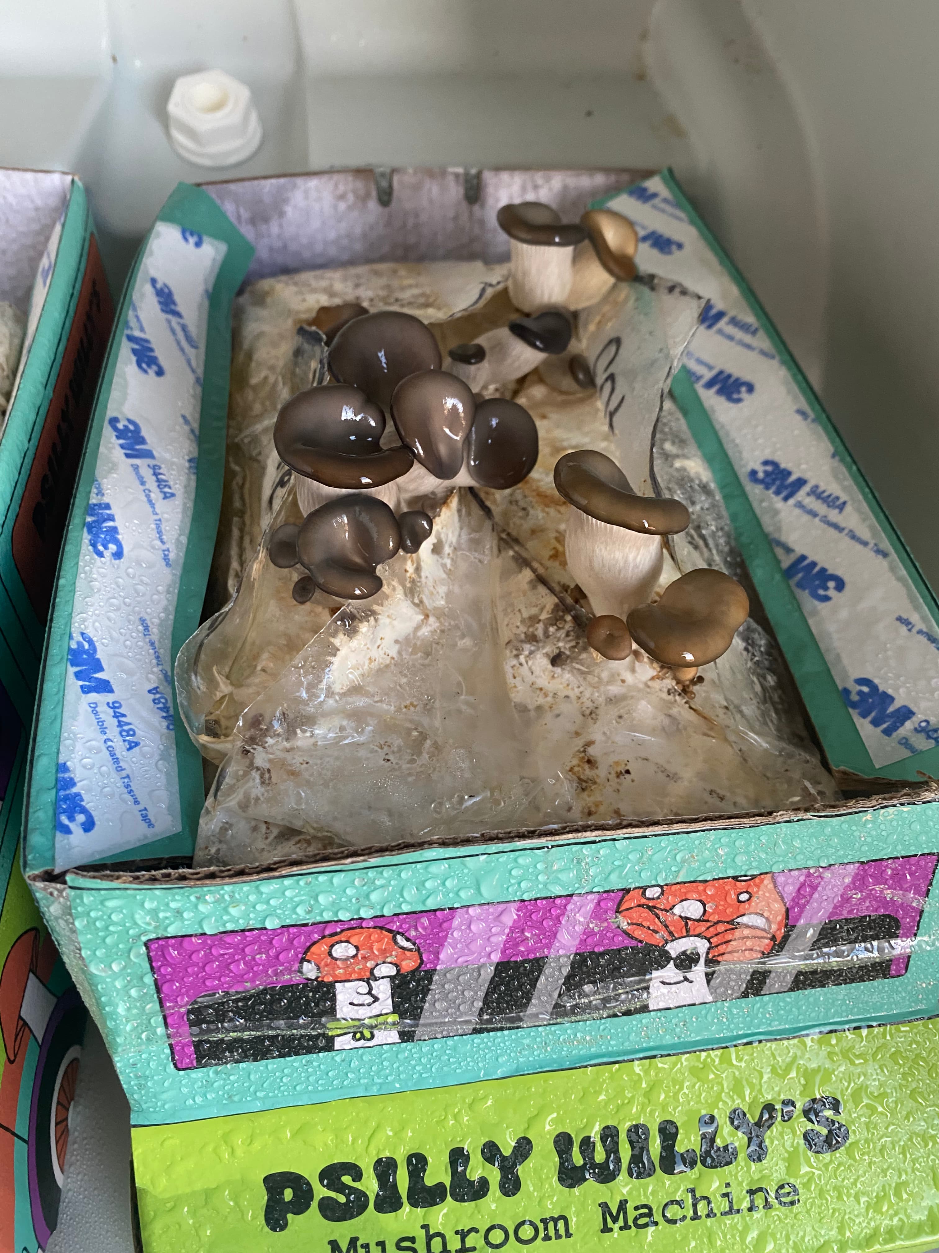 how do you grow mushrooms