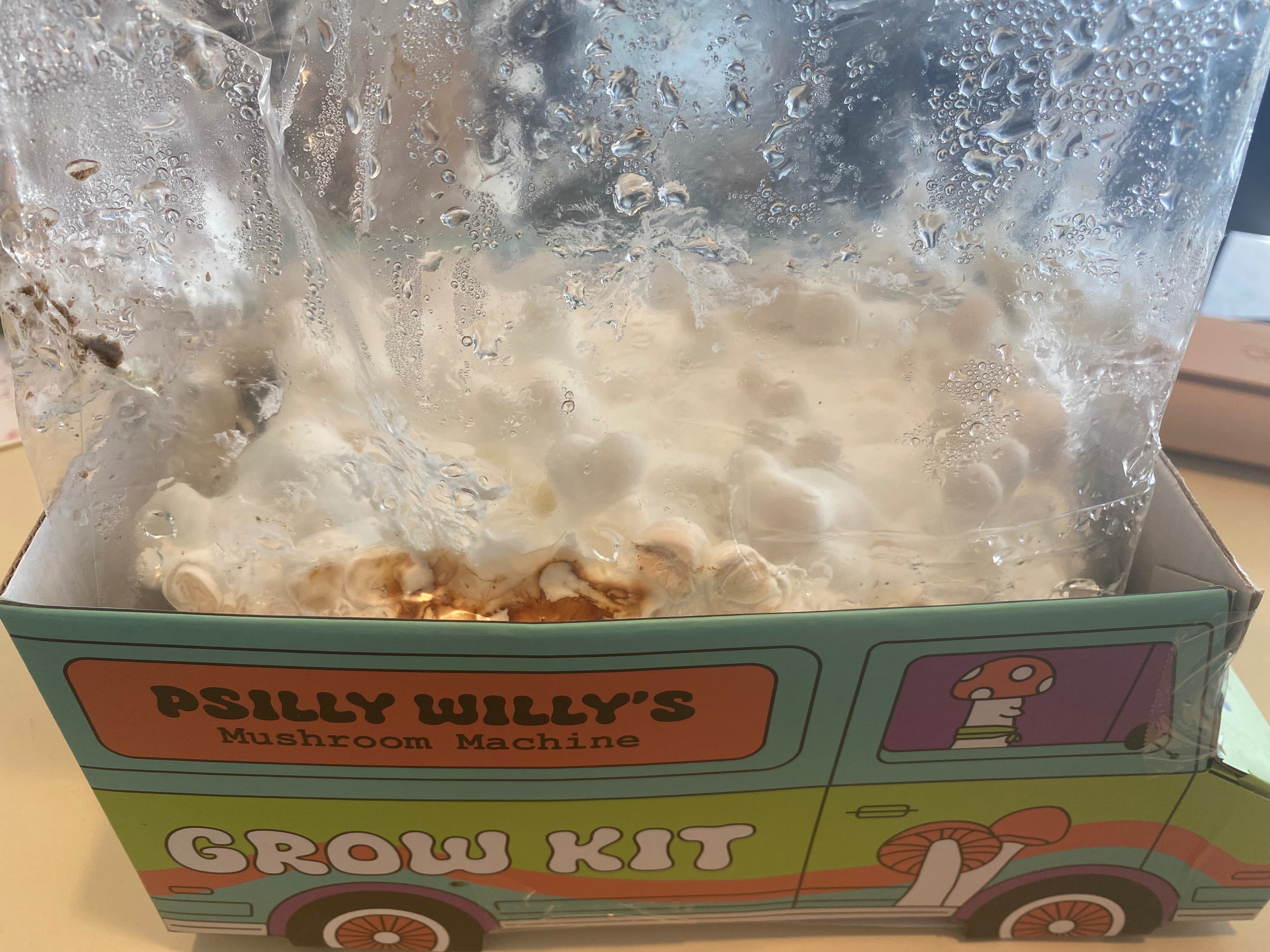 how do mushrooms grow