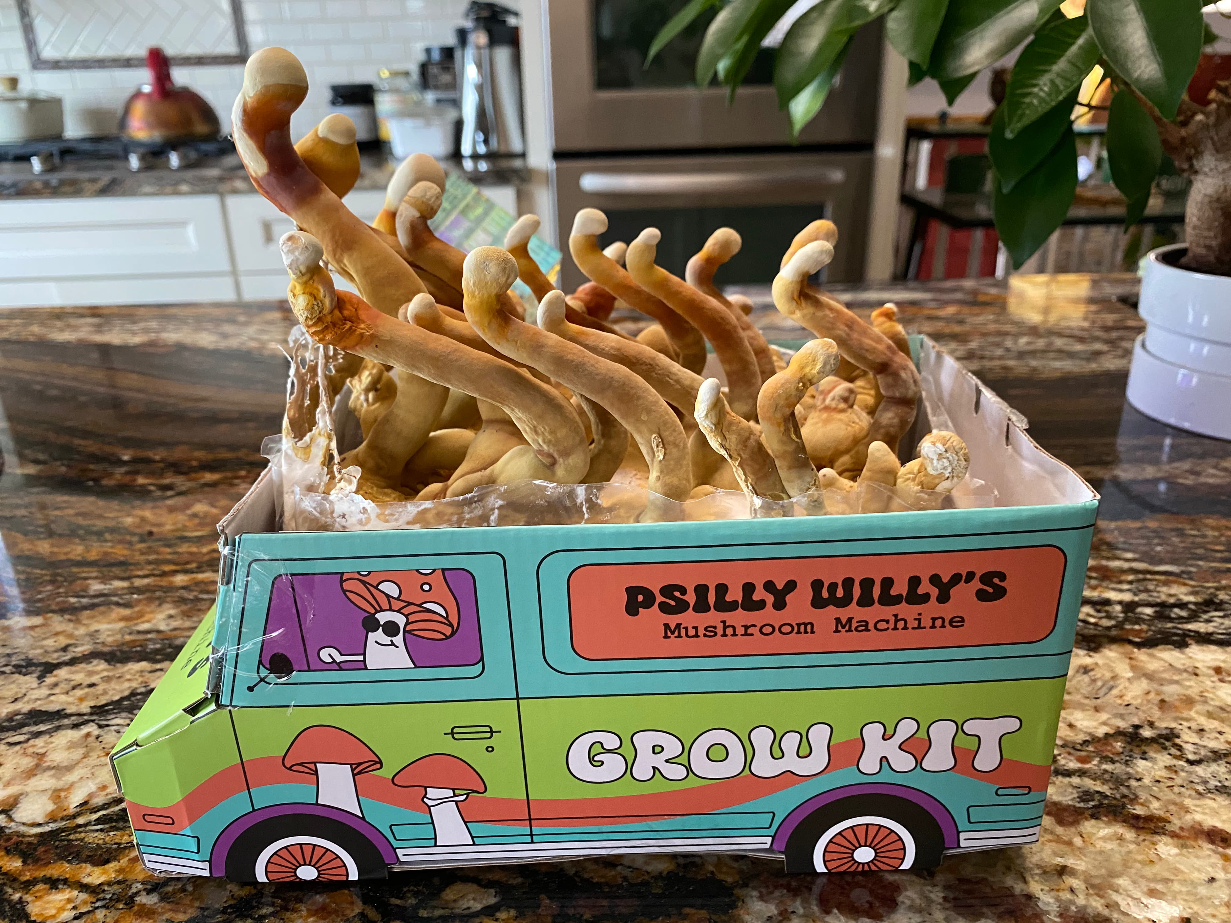 how do you grow mushrooms