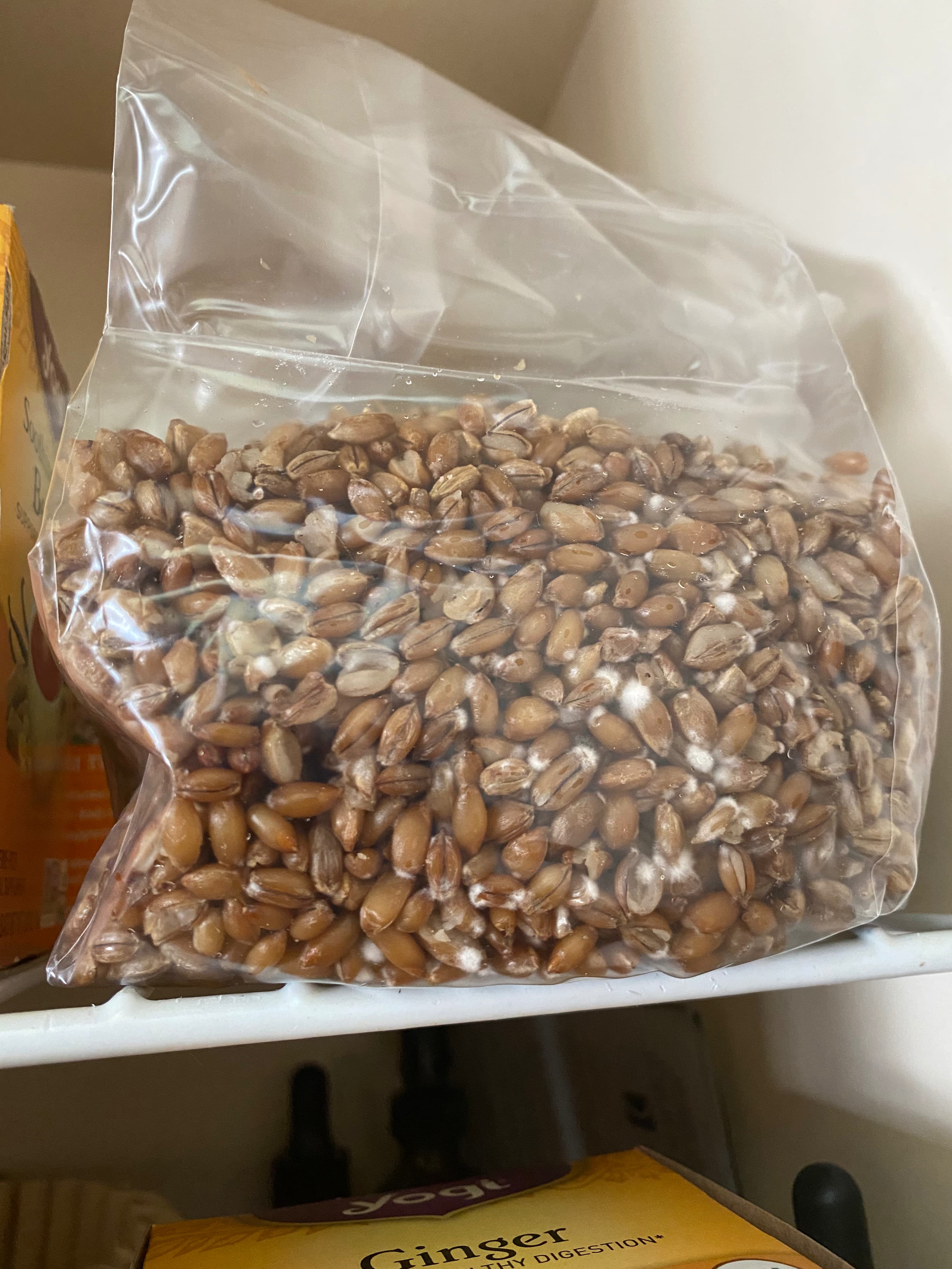 how do you grow mushrooms