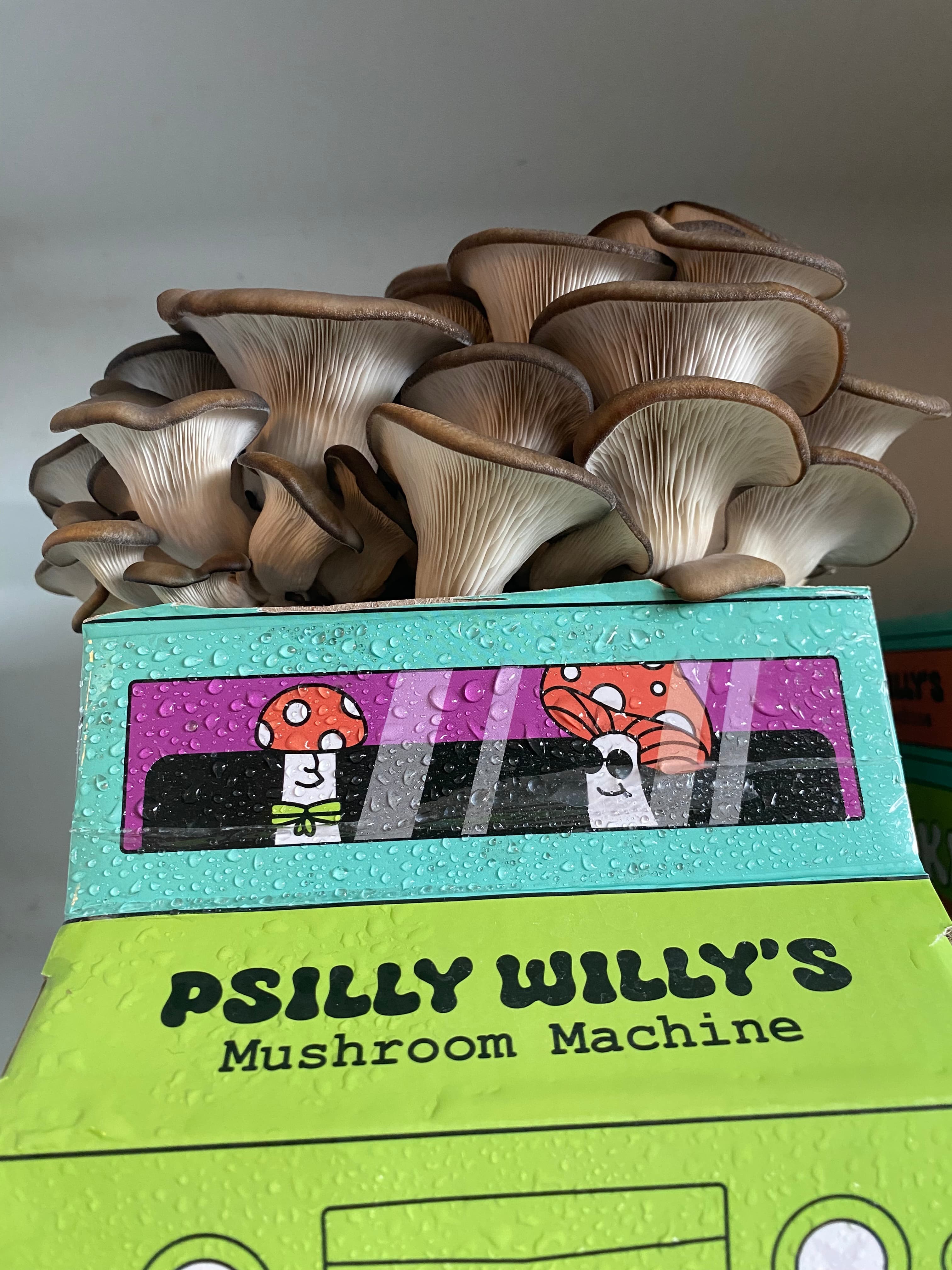 how do you grow mushrooms