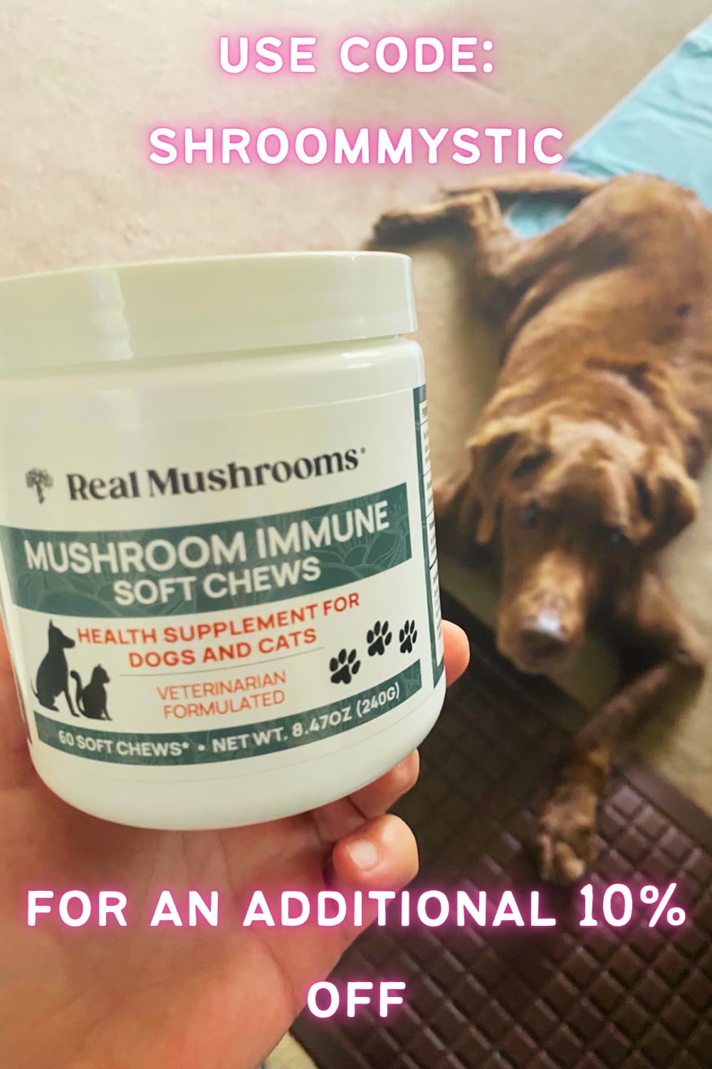 can dogs eat mushrooms