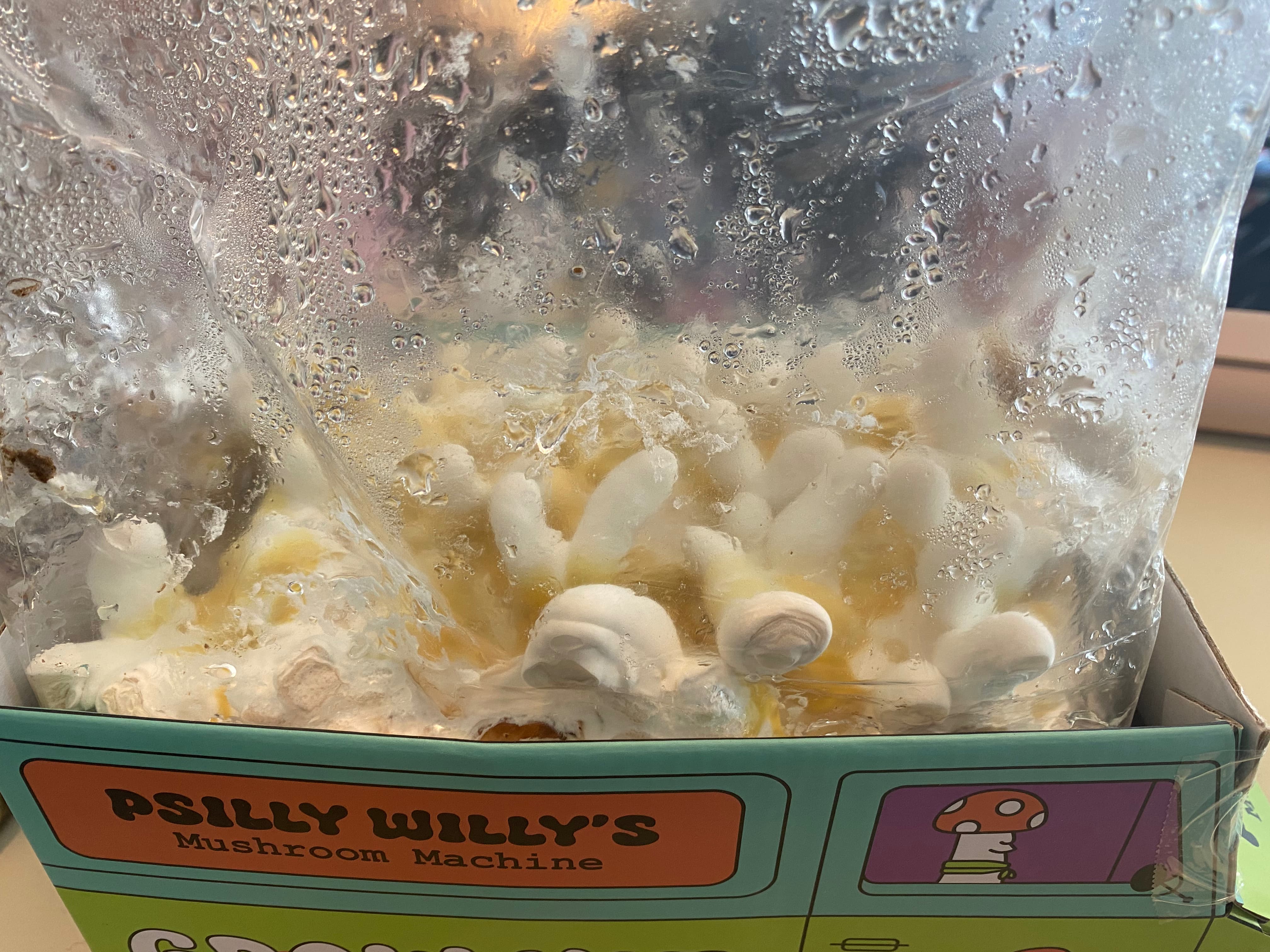 how do you grow mushrooms