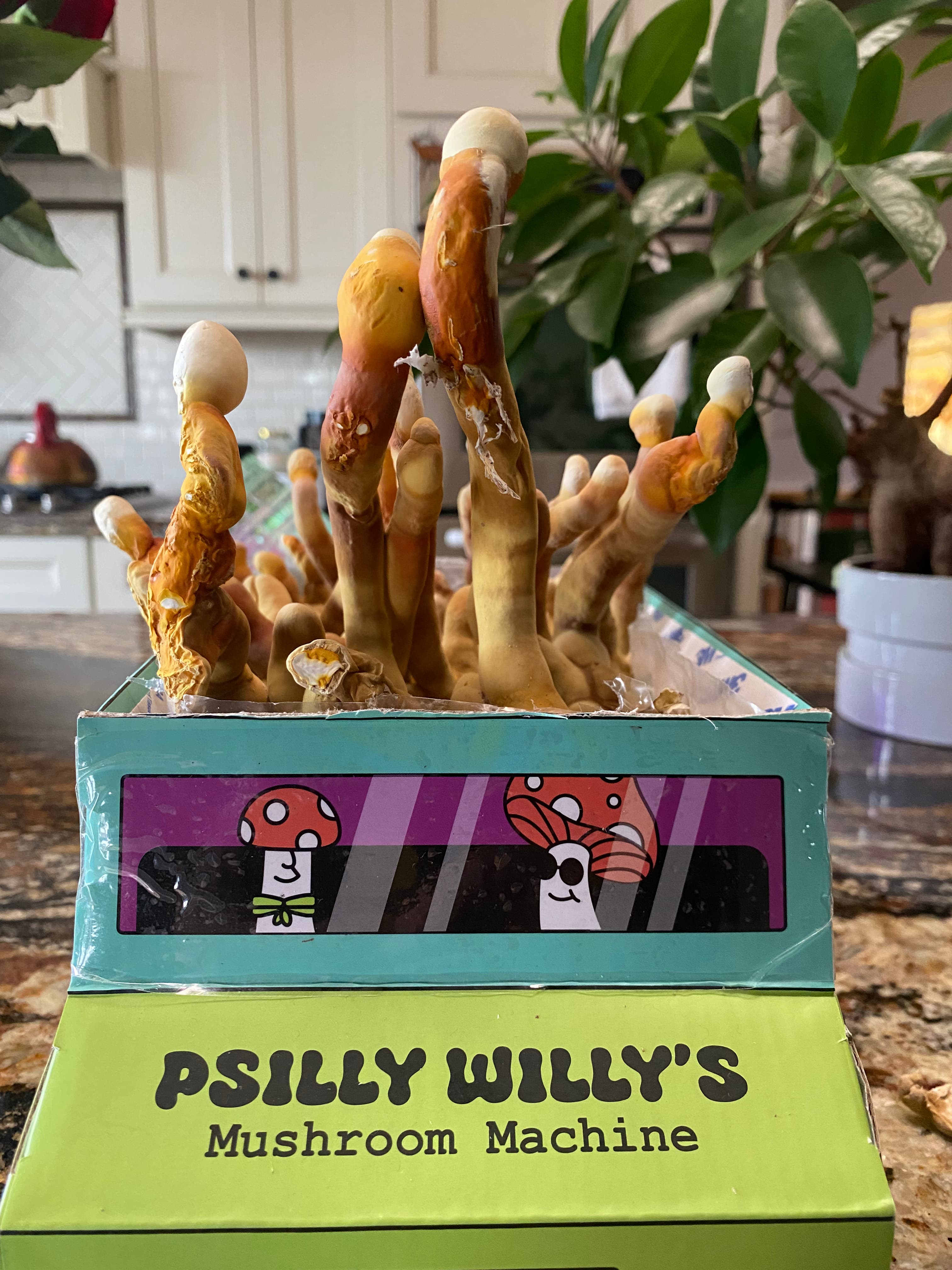 how do you grow mushrooms