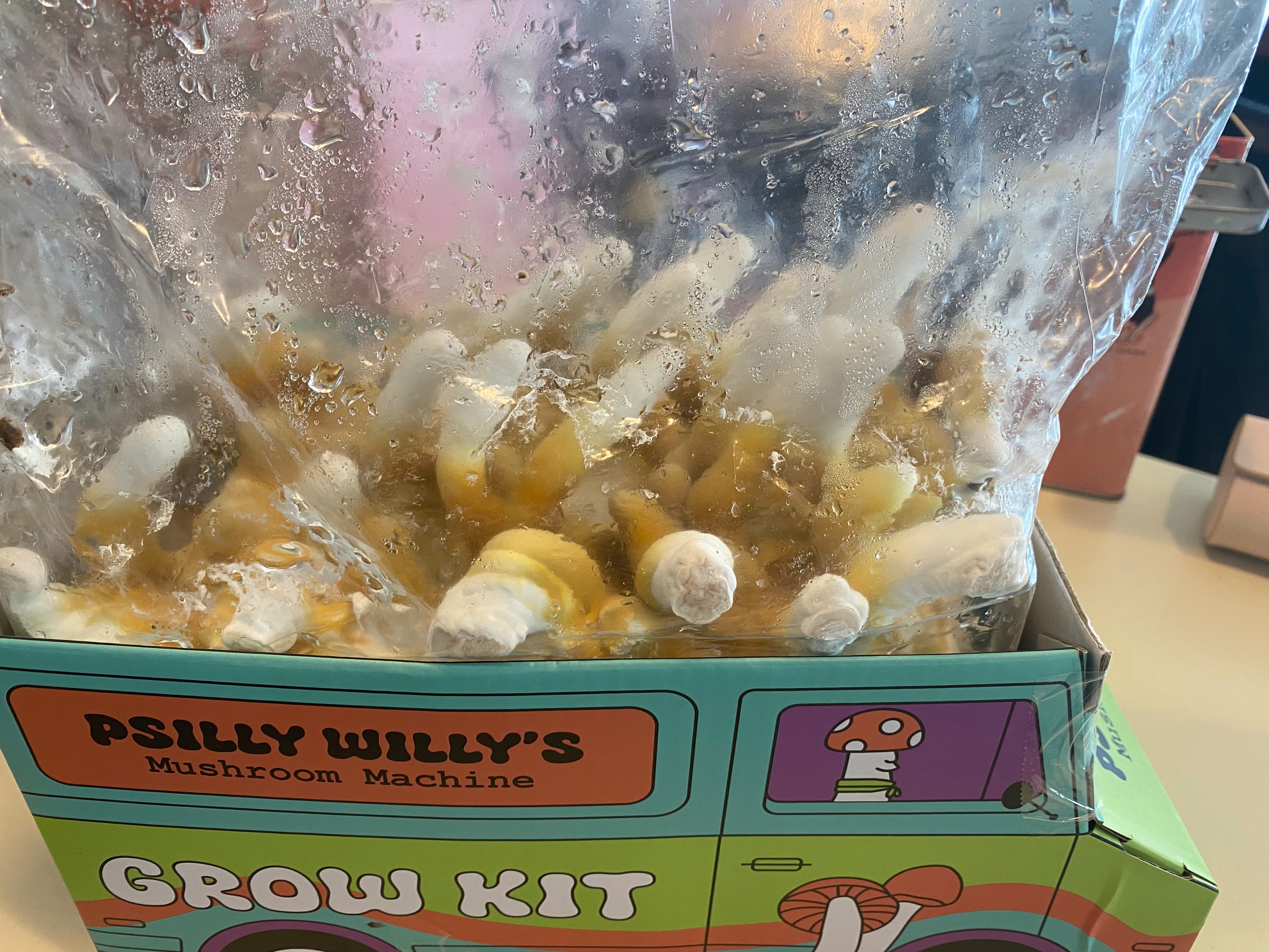 how do you grow mushrooms