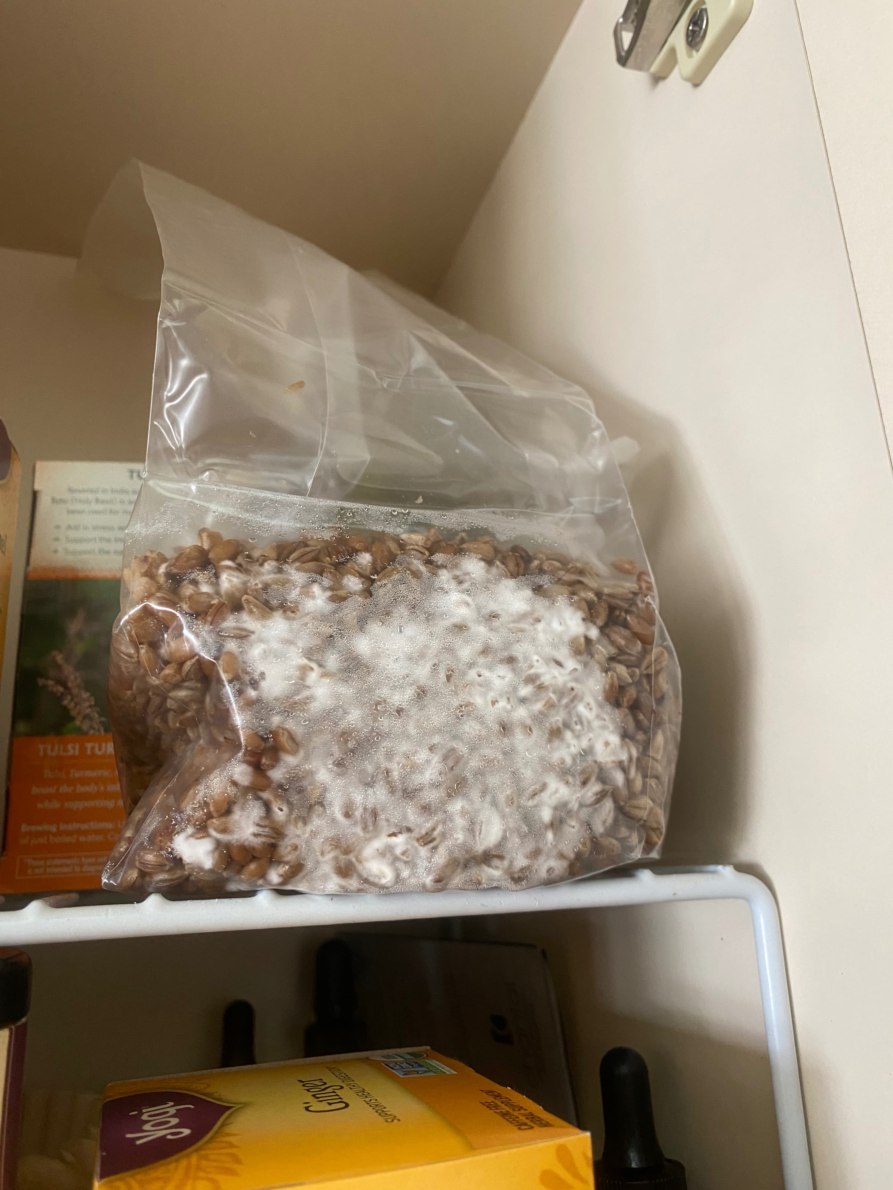 how do you grow mushrooms