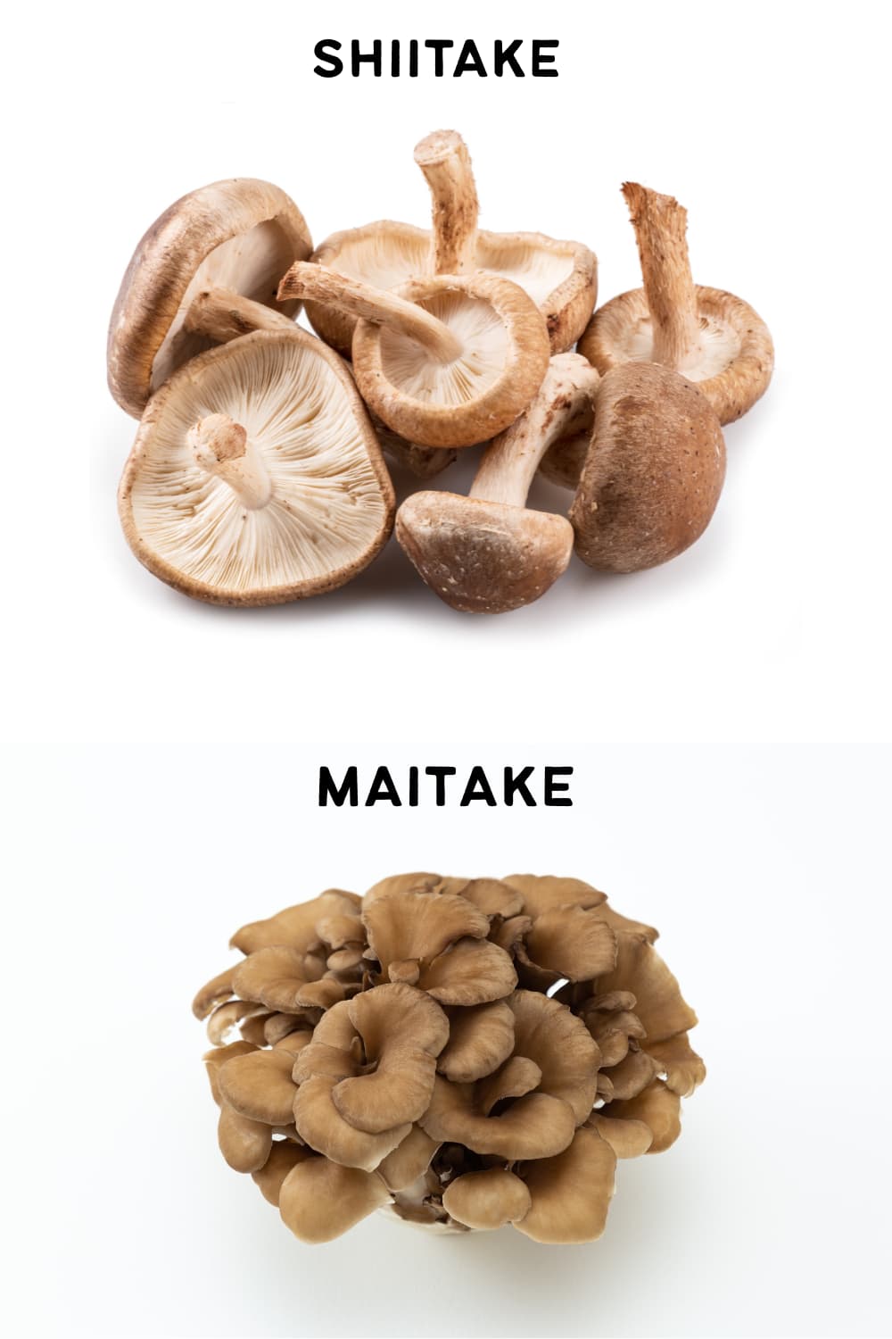 best mushrooms for gut health