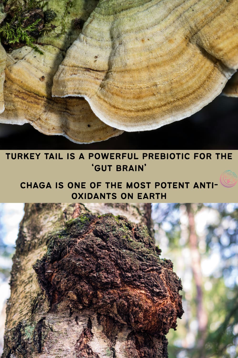 best mushrooms for brain health